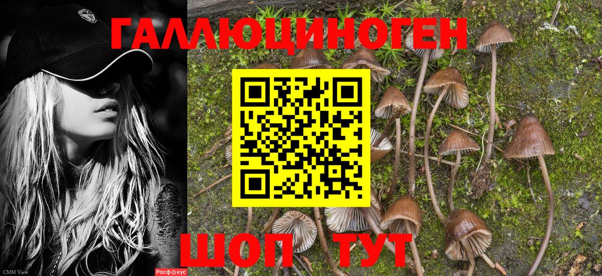 Псилоцибиновые грибы Cubensis Еманжелинск
